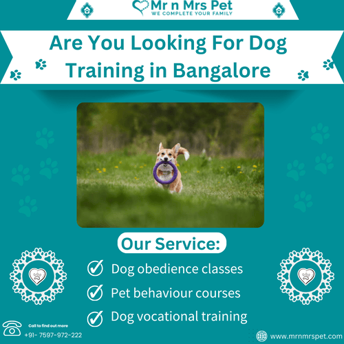 Are You Looking For Dog Training in Bangalore